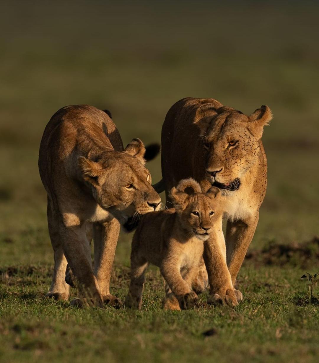 Mayian Luxury Camp Hotel Maasai Mara Buitenkant foto